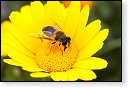 Eristalis tenax Blinde insect insecten kever kevers tor torren spin spinnen wesp wespen bij bijen sprinkhaan sprinkhanen vlieg vliegen mug muggen